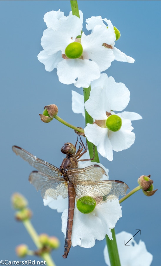 flower with dragonfly